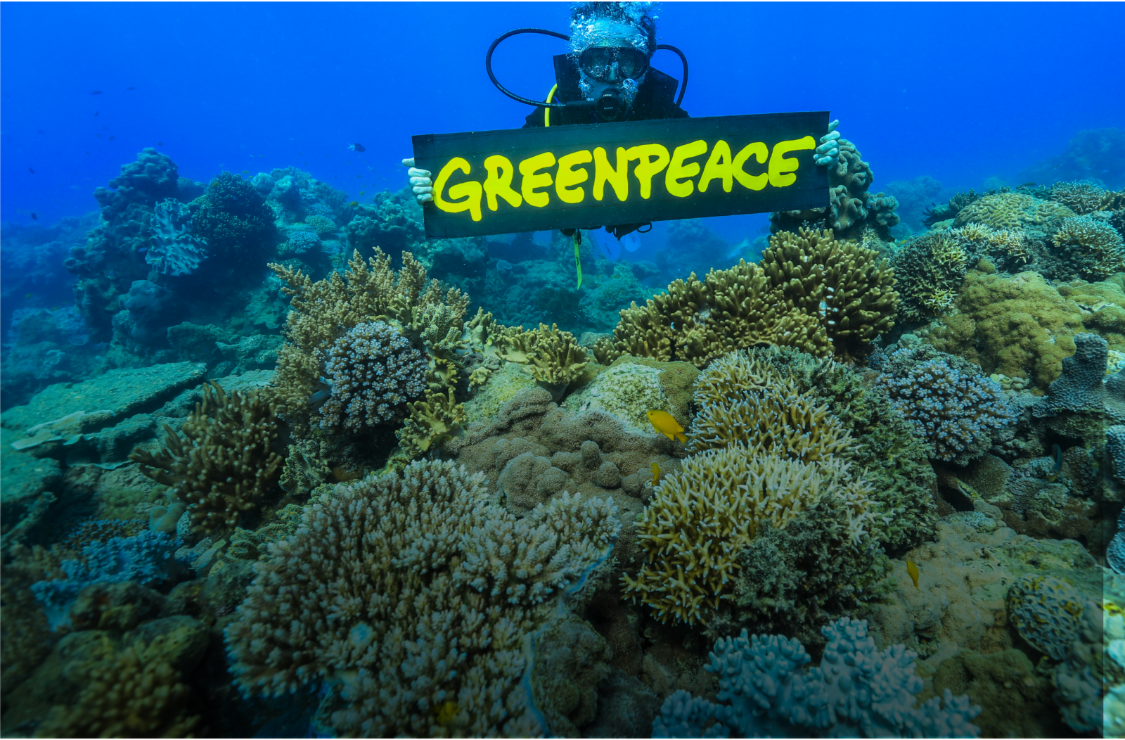 Les gisements de métaux en eaux profondes font l'objet de l'attention crois